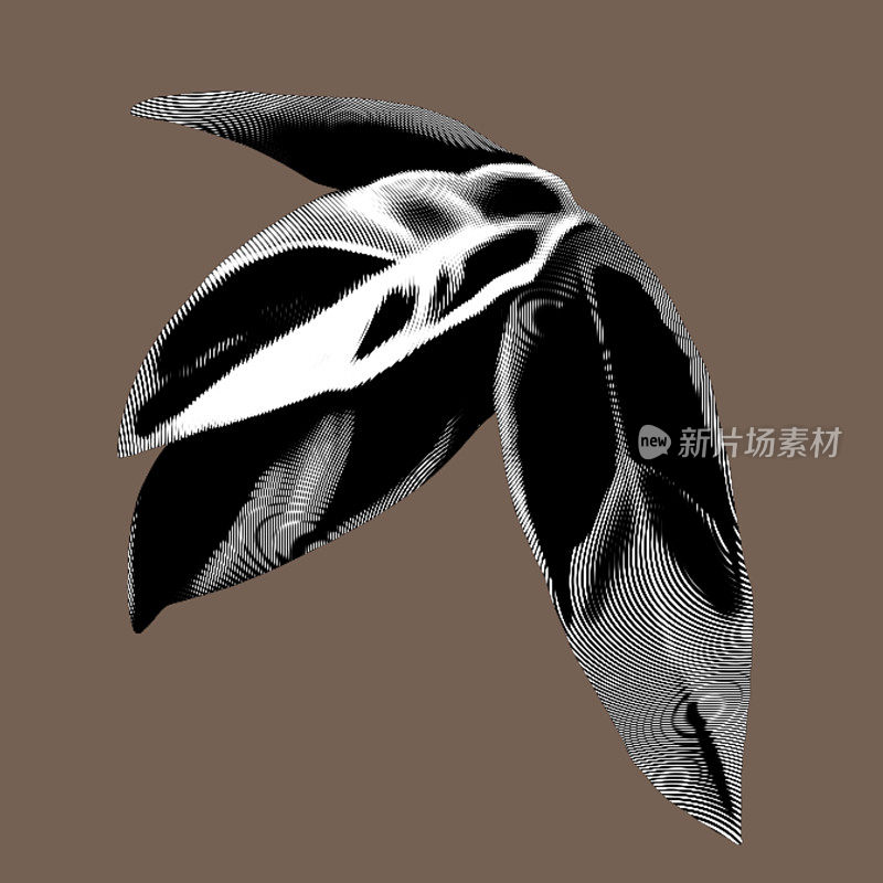 Caladium graphic leaf。热带离叶油墨
